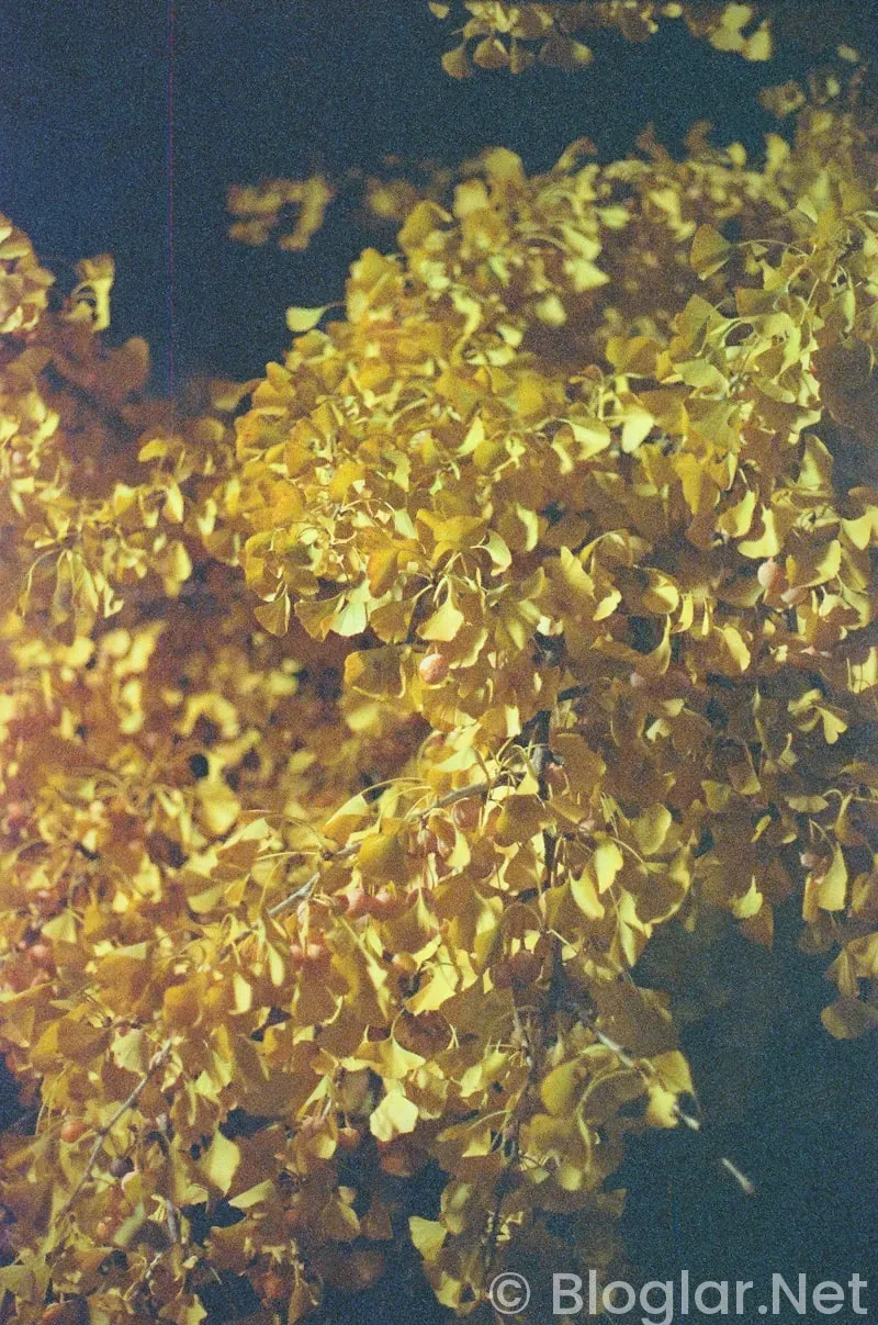 16 kasım çeyrek altın fiyatı 16 kasım çeyrek altın fiyatı