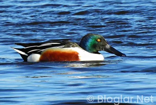 20 kasım dünya çocuk hakları günü