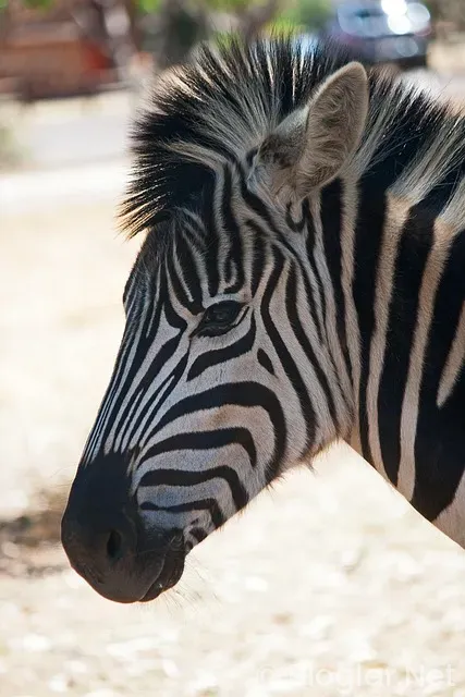 22 Kasım hangi burç? 22 Kasım hangi burç?