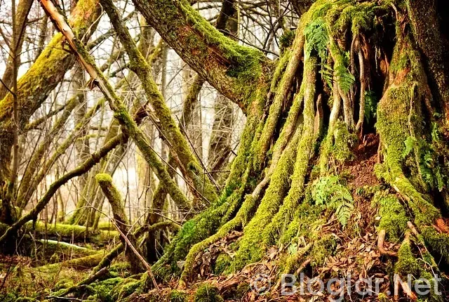 24 Kasım okullar tatil mi