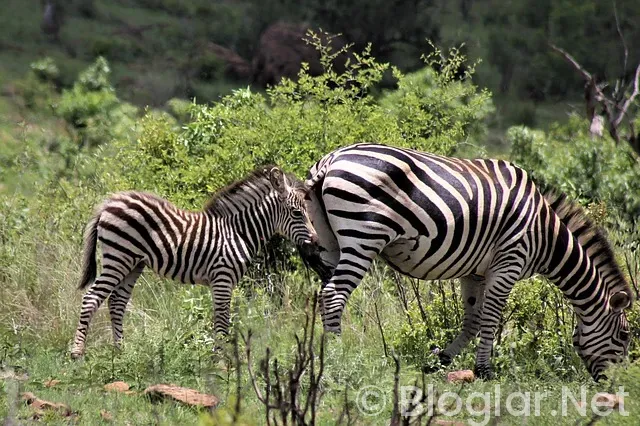 25 kasım hangi burç? 25 kasım hangi burç?
