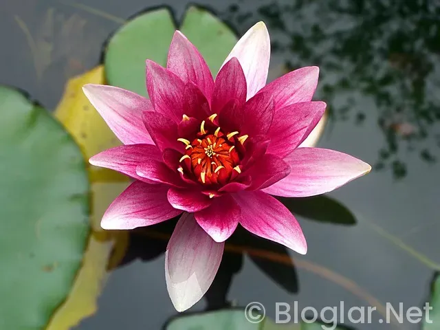 ADSENSE GELİRİ ARTIRMA