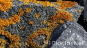 ADSENSE GELİRİ NASIL ARTTIRILIR