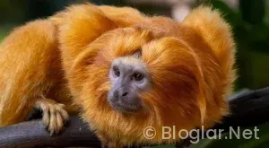 ADSENSE GELİRİNİ ARTTIRMAK