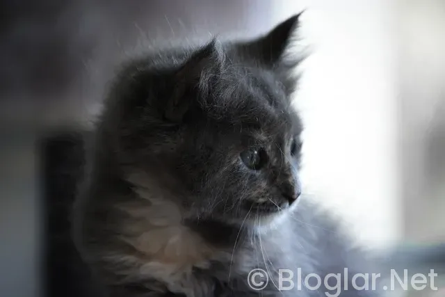 ADSENSE HESABI NASIL ALINIR ADSENSE HESABI NASIL ALINIR