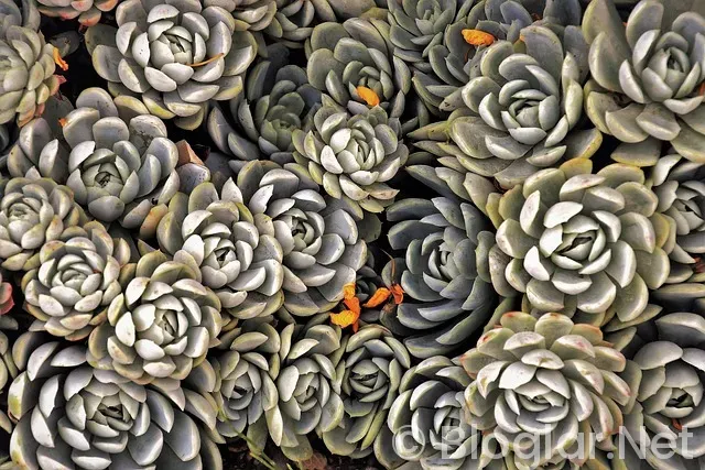 ADSENSE KAYIT ADSENSE KAYIT