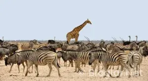 Afrika Kupası Maç Sonuçları ve Puan Durumu