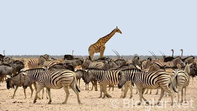 Afrika Kupası Maç Sonuçları ve Puan Durumu