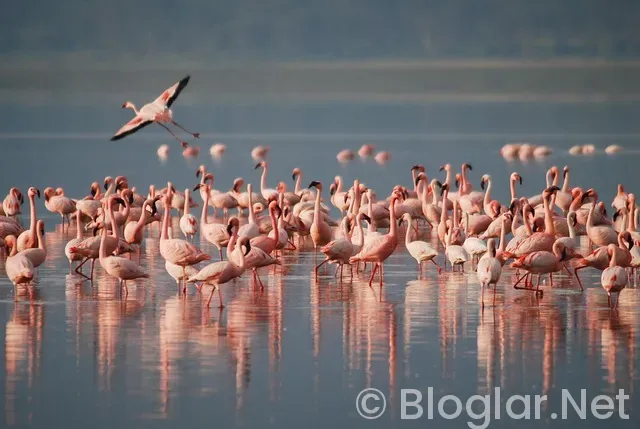 Afrika Kupası Maç Sonuçları ve Puan Durumu