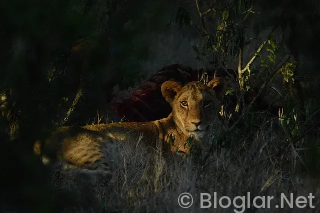 Afrika Kupası Maç Sonuçları ve Puan Durumu