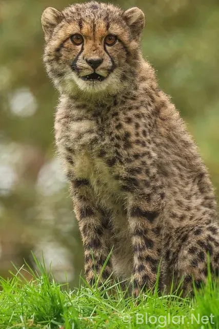 Afrika Kupası Maç Sonuçları ve Puan Durumu