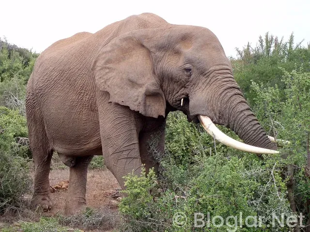 Afrika Kupası Maç Sonuçları ve Puan Durumu