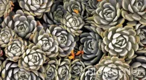 alencia – Levante maçı canlı izle