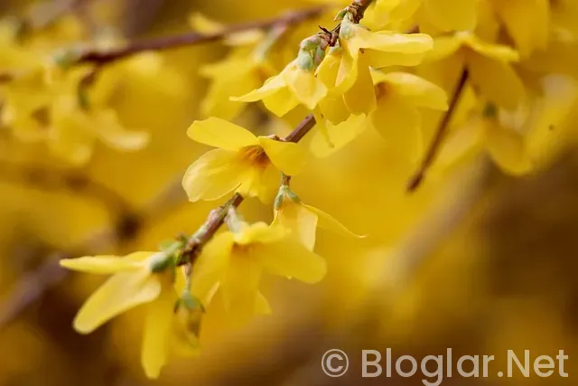 Alperen Şengün Kimdir? Alperen Şengün Kimdir?