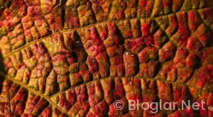 Ayça Ayşin Turan Kimdir?