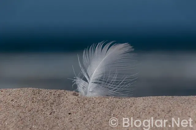Ayşe Tokyaz Cinayeti Ayşe Tokyaz Cinayeti