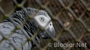 Bayan paketleme is ilanları