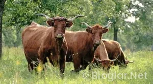 biletix tarkan Konseri