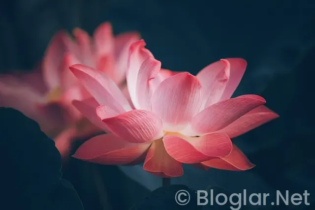 biletix tarkan Konseri biletix tarkan Konseri