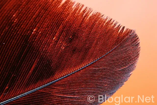 biletix tarkan Konseri biletix tarkan Konseri