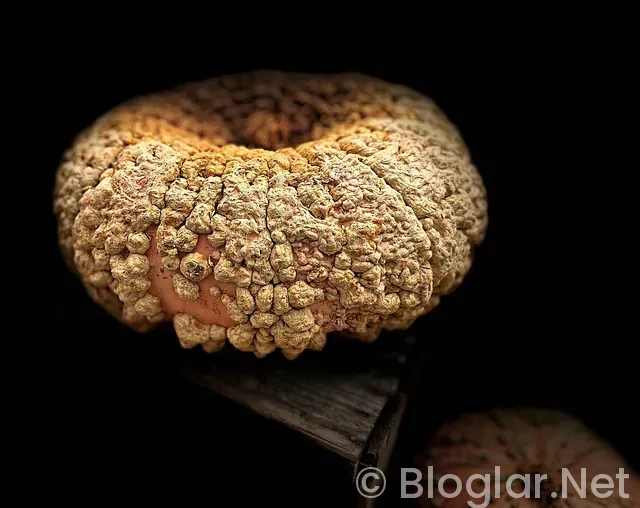 BİLGİSAYAR BAŞINDA PARA KAZANMA BİLGİSAYAR BAŞINDA PARA KAZANMA