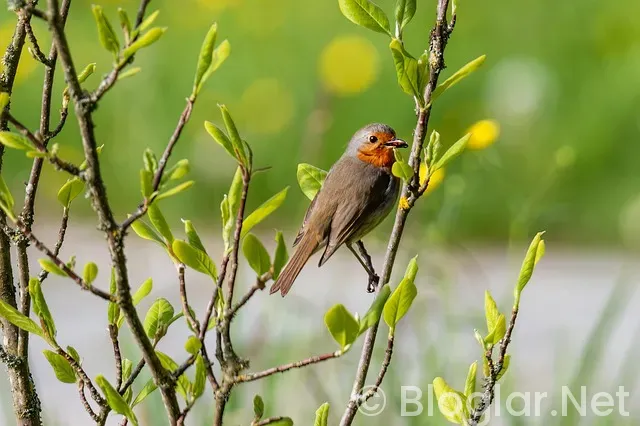 BİLGİSAYAR BAŞINDA PARA KAZANMA 2018 BİLGİSAYAR BAŞINDA PARA KAZANMA 2018