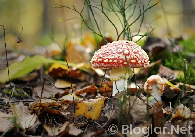 BİLGİSAYARDAN YAPILACAK İŞLER