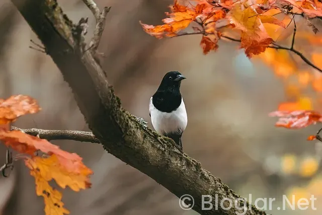Birce Akalay Kimdir?