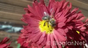 Bursa Barosu iş ilanları