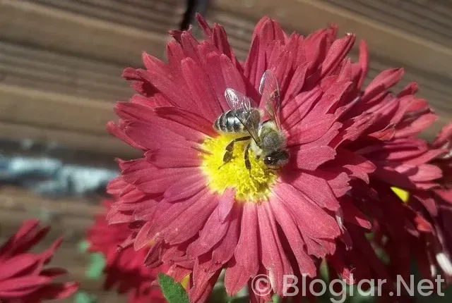 Bursa Barosu iş ilanları