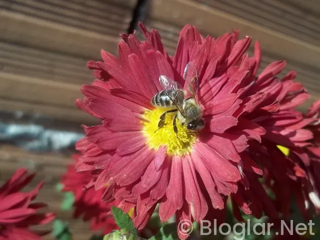 Bursa Barosu iş ilanları Bursa Barosu iş ilanları
