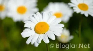 Canan Karatay kimdir?