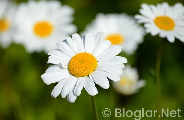 Canan Karatay kimdir?