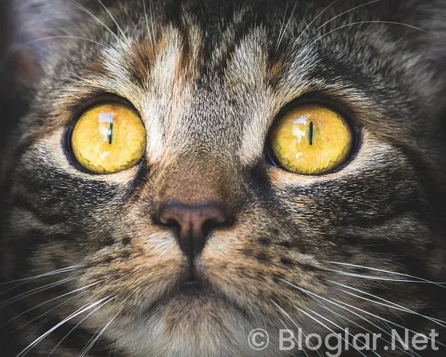 Canan Karatay kimdir?