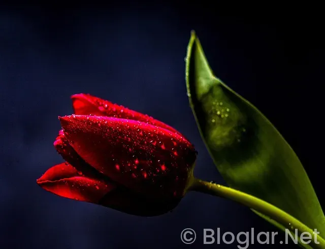 CANLI YAYIN AÇARAK PARA KAZANMA CANLI YAYIN AÇARAK PARA KAZANMA