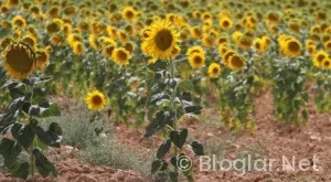 çarpıntı 10 bölüm izle