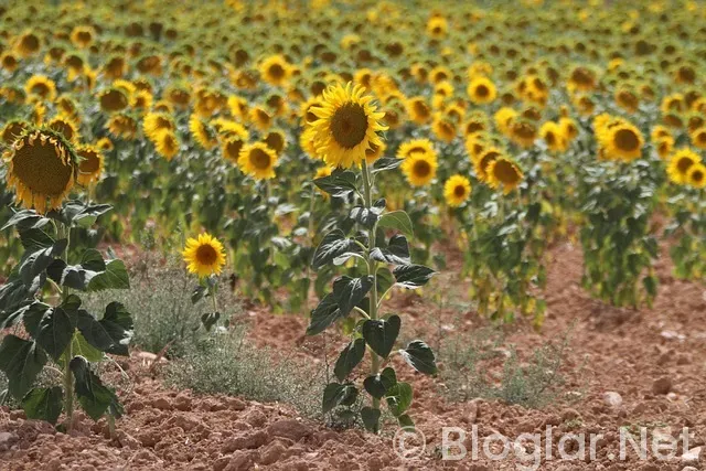 çarpıntı 10 bölüm izle çarpıntı 10 bölüm izle