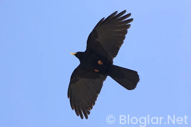 çarpıntı 10 bölüm izle çarpıntı 10 bölüm izle