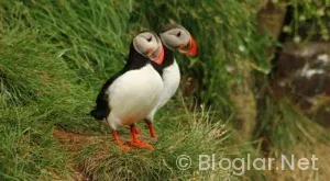 Çekmeköy’de bayan iş sahibinden çay temizlik
