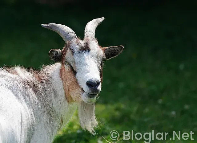celtics - clippers basket maçı