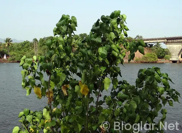 ÇEVİRİ YAPARAK PARA KAZANMAK ÇEVİRİ YAPARAK PARA KAZANMAK