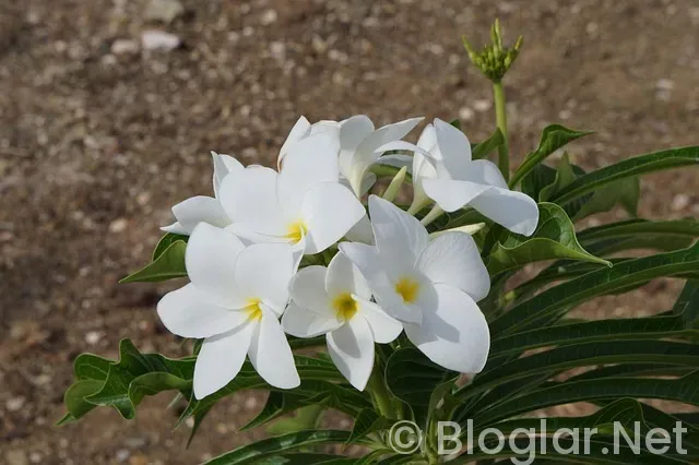 Curaçao Ülkesi Curaçao Ülkesi