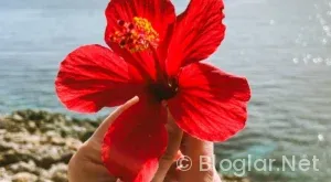 Dilan Çiçek Deniz Kimdir?