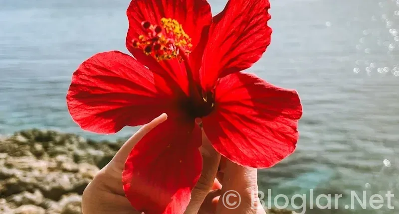 Dilan Çiçek Deniz Kimdir?