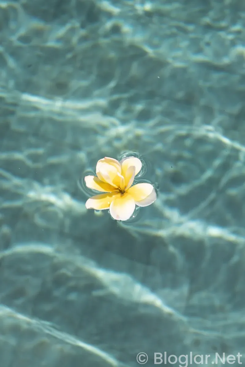 Dilan Çiçek Deniz Kimdir?