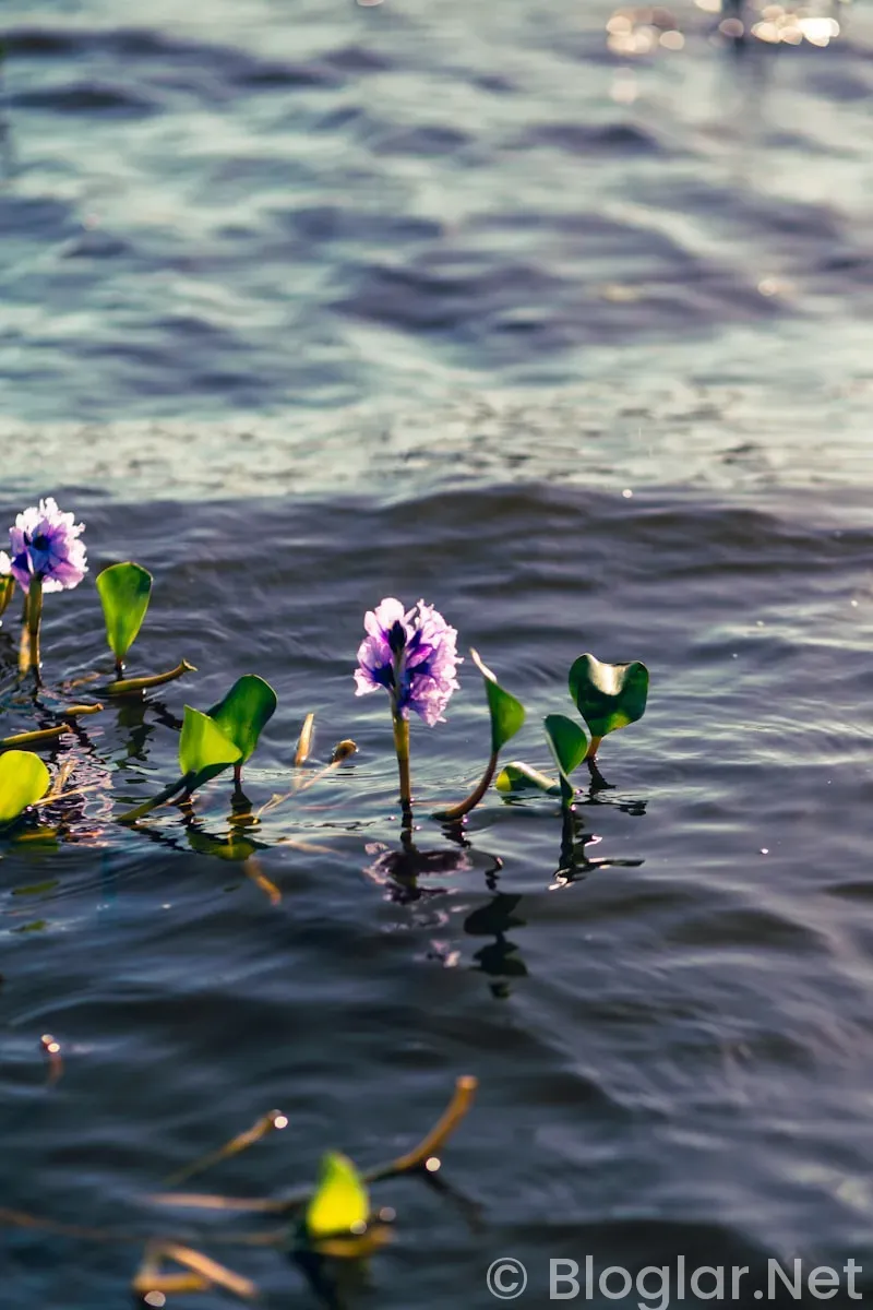 Dilan Çiçek Deniz Kimdir?