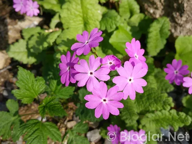 don't starve hamlet para kazanma don't starve hamlet para kazanma