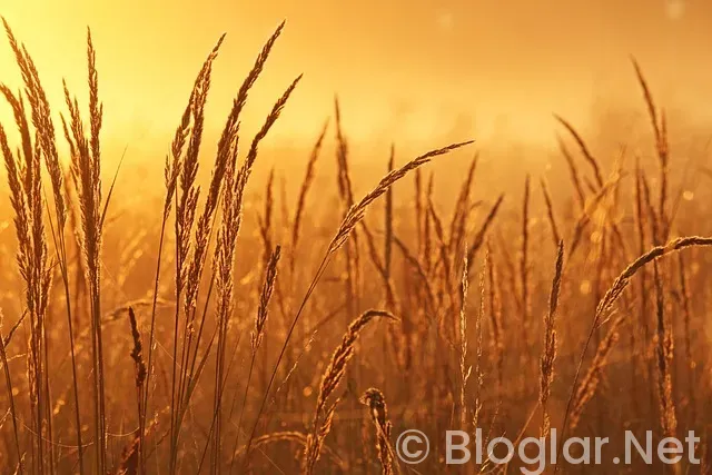 elenen yarışmacı masterchef kim elendi? elenen yarışmacı masterchef kim elendi?