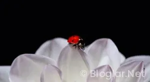 Erzincan Belediye Başkanı kimdir?
