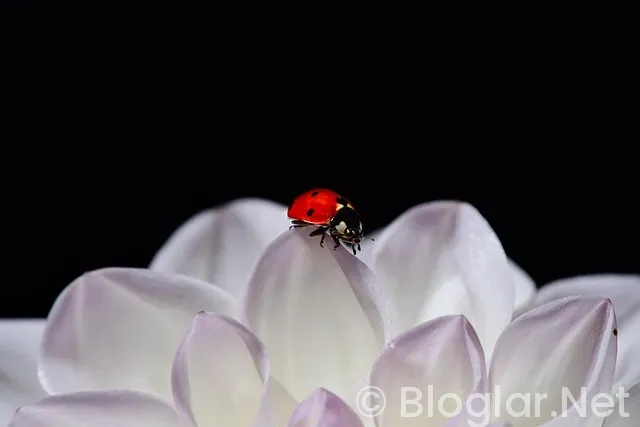 Erzincan Belediye Başkanı kimdir? Erzincan Belediye Başkanı kimdir?